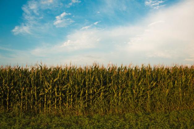 corn field