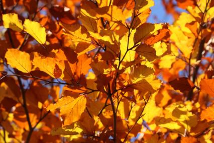 Autumn leaves on a tree