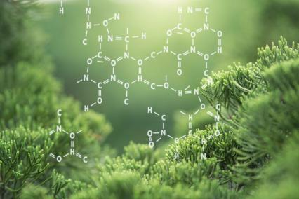 Chemical structure of chlorophyll